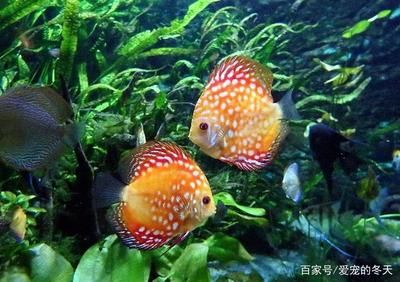 七彩神仙魚適宜的水硬度：七彩神仙魚適宜水硬度范圍 其他寵物 第4張