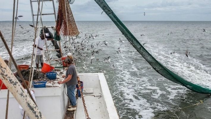 象鼻魚棲息地保護(hù)的生態(tài)旅游開發(fā)：非洲象鼻魚棲息地保護(hù)與生態(tài)旅游開發(fā)的結(jié)合方案 其他寵物 第3張