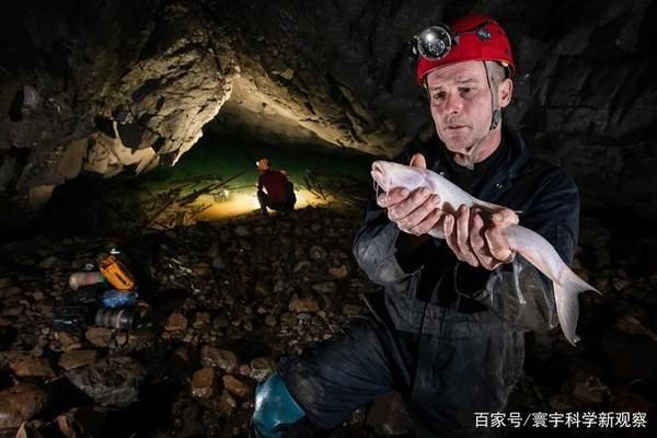 女王大帆魚視力退化原因：墨西哥穴居盲魚的眼睛退化是基因突變導(dǎo)致的嗎？ 其他寵物 第3張