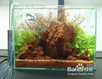 水族箱造景層次感如何實現(xiàn)？：如何實現(xiàn)水族箱造景層次感？