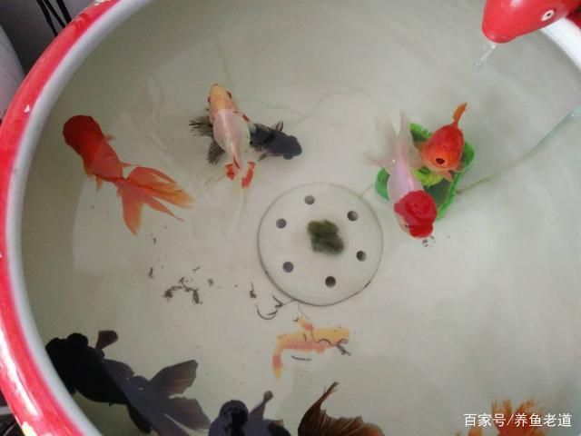 龍魚眼睛長白點是什么?。糊堲~的眼睛長白點怎么辦？ 水族問答 第1張