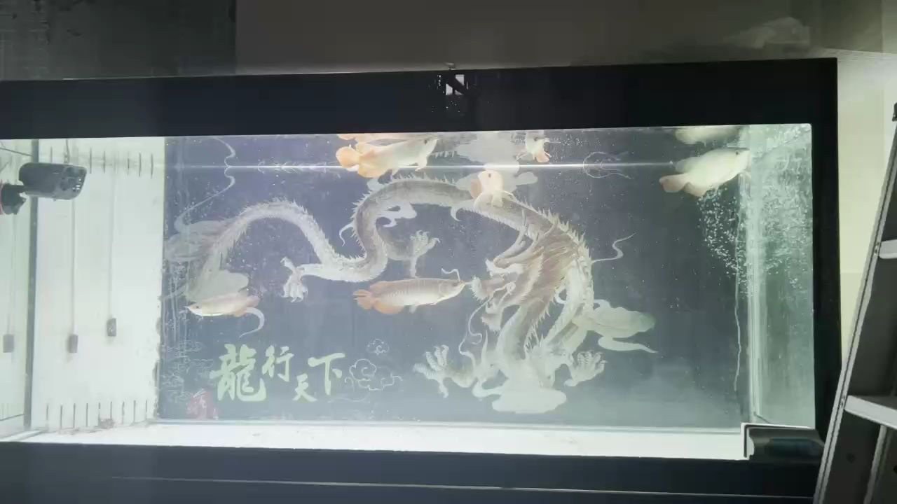 吃飽了，喝足了。休閑時光。日常打卡：吃飽了喝足了休閑時光 觀賞魚論壇