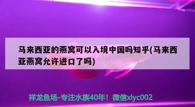 龍魚眼睛長白毛：為什么龍魚的眼睛會長出白色的毛呢？ 水族問答 第2張