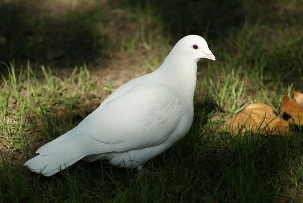 龍魚眼睛長白毛什么原因引起的：關(guān)于龍魚眼睛長白毛的問題 水族問答 第1張