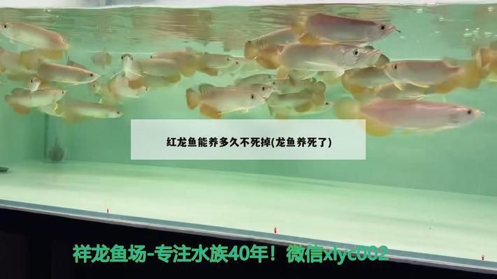 藍帆三間魚營養(yǎng)均衡飼料選擇：藍帆三間魚的營養(yǎng)均衡飼料選擇 其他寵物 第4張