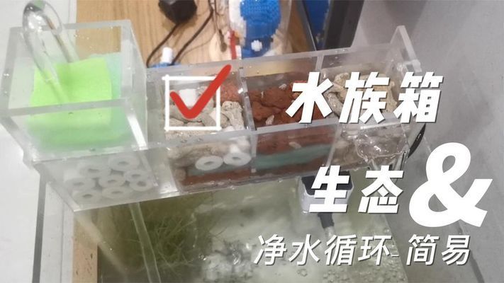 水族箱水質(zhì)改善方案：水族箱水質(zhì)改善方案：水族箱水質(zhì)管理是確保水生生物健康和生態(tài)平衡的關(guān)鍵環(huán)節(jié) 其他寵物 第1張