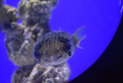 紅圓點狗頭魚適宜水溫范圍：如何監(jiān)測魚缸水溫變化，狗頭魚適宜的水質(zhì)酸堿度，冬季養(yǎng)狗頭魚保溫技巧 其他寵物 第5張