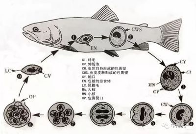 小瓜蟲生活周期詳解：關(guān)于小瓜蟲生活周期的摘要 其他寵物 第2張