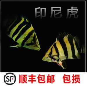 印尼三紋虎網(wǎng)購平臺評價：京東、shopee、tokopedia、tiktok和lazada可以考慮的網(wǎng)購平臺