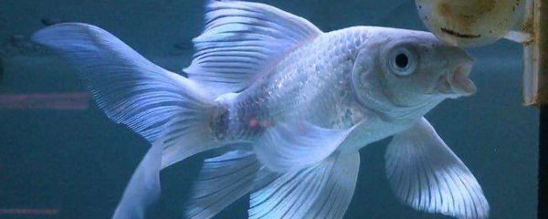 蝴蝶鯉魚苗飼料喂食時間表：蝴蝶鯉魚苗飼料選擇指南 其他寵物 第1張