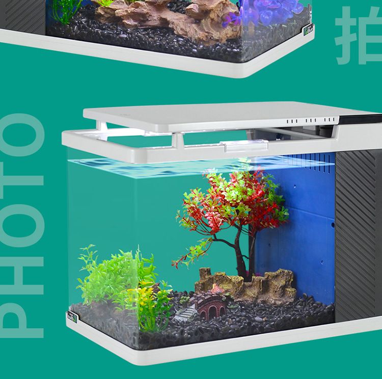 水族箱植物養(yǎng)護(hù)周期：水族箱植物的養(yǎng)護(hù)周期 其他寵物 第1張