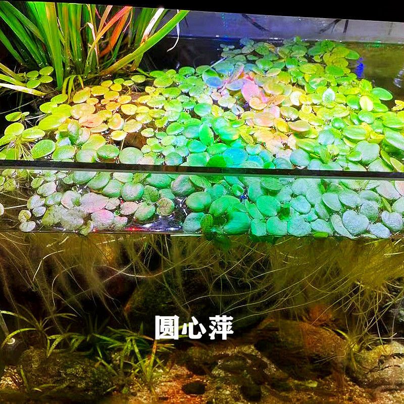 水族箱植物養(yǎng)護(hù)周期：水族箱植物的養(yǎng)護(hù)周期 其他寵物 第4張