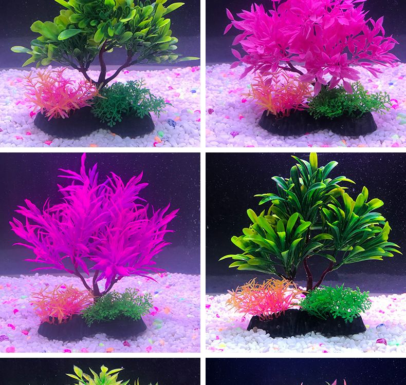 水族箱植物養(yǎng)護(hù)周期：水族箱植物的養(yǎng)護(hù)周期 其他寵物 第5張