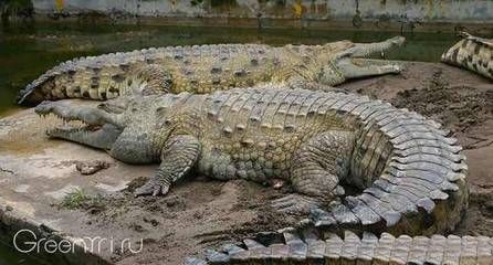 龍魚厭食不吃有什么辦法嗎：龍魚為何突然變得厭食？ 水族問(wèn)答 第2張