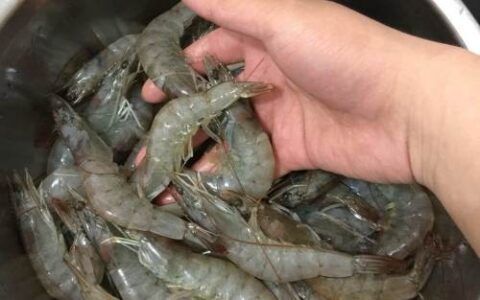 魚苗專用餌料配方：魚苗飼料添加劑的選擇技巧， 其他寵物 第3張