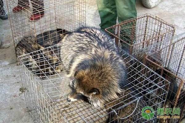 阿拉伯鲀繁殖成功率提升方法：太原動物園阿拉伯狒狒繁殖成功率的提高是保護工作的關(guān)鍵 其他寵物 第2張