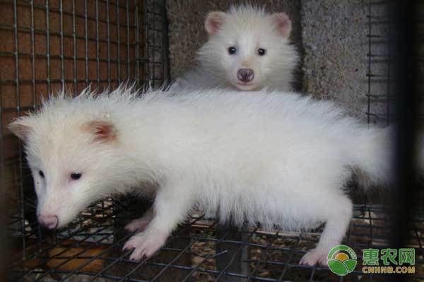 阿拉伯鲀繁殖成功率提升方法：太原動物園阿拉伯狒狒繁殖成功率的提高是保護工作的關(guān)鍵 其他寵物 第1張