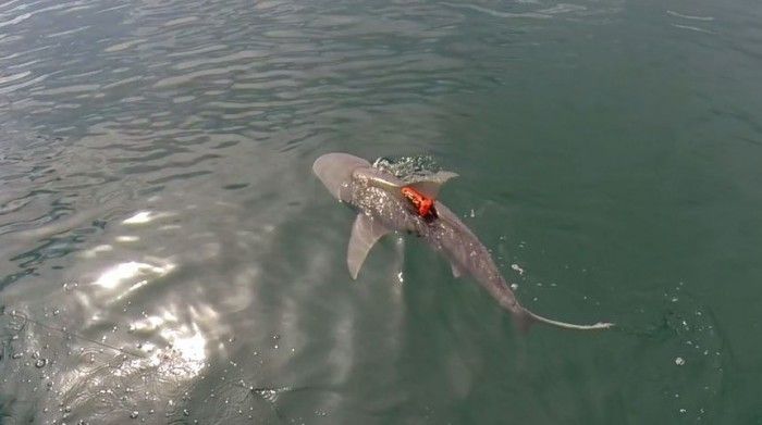 鯊魚(yú)捕食行為的生態(tài)影響：鯊魚(yú)捕食對(duì)海洋生態(tài)系統(tǒng)有何影響？ 其他寵物 第1張