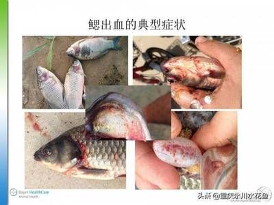 鯽魚出血病的流行季節(jié)：鯽魚出血病的早期診斷方法 其他寵物 第1張