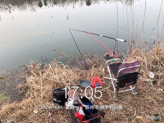 雙線側(cè)魚幼魚開口餌料選擇：雙線側(cè)魚幼魚開口餌料的選擇 其他寵物 第6張