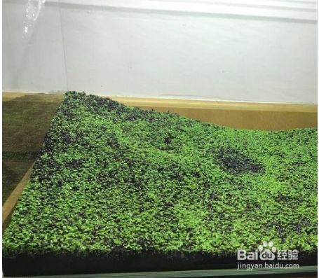 朱巴利魚繁殖池水草種植技巧：朱巴利魚繁殖池水草種植技巧摘要：正確的水草種植技巧 其他寵物 第5張