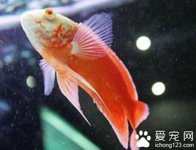 地圖魚最佳飼養(yǎng)水溫范圍：地圖魚最佳飼養(yǎng)水溫在22-30℃范圍內(nèi)，適宜其生理活動(dòng)與生長 其他寵物 第4張