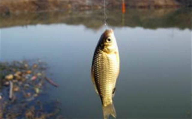 雪鯽魚越冬期管理技巧：雪鯽魚冬季飼料選擇指南