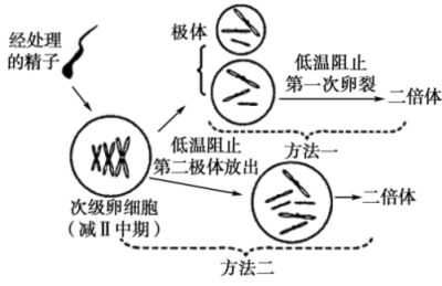 錦鯉遺傳因素對(duì)體色影響研究：mirna調(diào)控錦鯉體色遺傳多樣性研究揭示 其他寵物 第3張