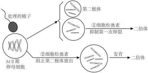 錦鯉遺傳因素對(duì)體色影響研究：mirna調(diào)控錦鯉體色遺傳多樣性研究揭示 其他寵物 第5張