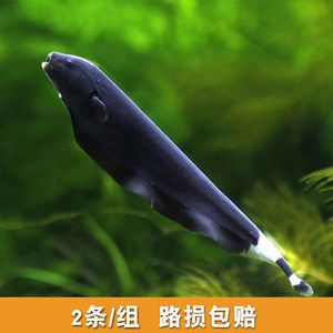 羽毛刀魚苗生長環(huán)境要求:羽毛刀魚苗的生長環(huán)境要求 其他寵物 第4張 羽毛刀魚苗生長環(huán)境要求:羽毛刀魚苗的生長環(huán)境要求 其他寵物 第4張