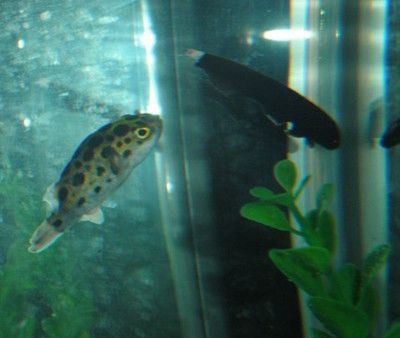 羽毛刀魚苗生長環(huán)境要求:羽毛刀魚苗的生長環(huán)境要求 其他寵物 第3張 羽毛刀魚苗生長環(huán)境要求:羽毛刀魚苗的生長環(huán)境要求 其他寵物 第3張
