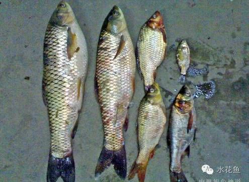 龍魚養(yǎng)殖攻略圖解：龍魚養(yǎng)殖攻略 水族問答 第2張