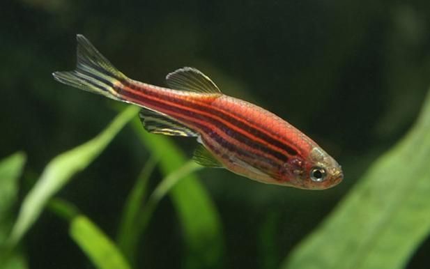 斑馬魚飼料殘留處理方法：斑馬魚飼料殘留處理方法是確保水質安全的重要環(huán)節(jié)