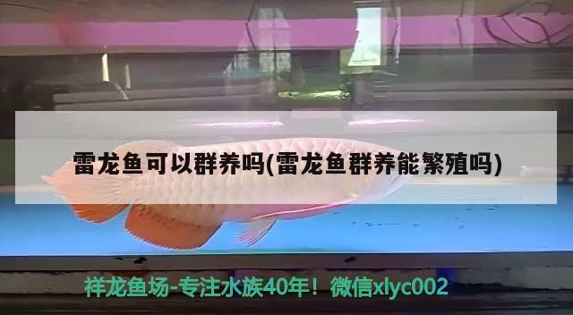 月光鴨嘴魚繁殖期水溫調控技巧：關于月光鴨嘴魚繁殖期水溫調控技巧 其他寵物 第4張