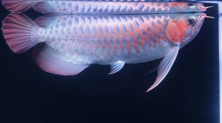 申古三間魚(yú)專用飼料配方：申古三間魚(yú)專用飼料配方推薦申古三間魚(yú)專用飼料配方 其他寵物 第5張