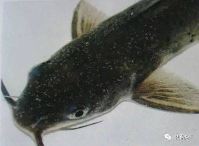 小瓜蟲病魚食欲減退處理：小瓜蟲病魚食欲減退的處理方式 其他寵物 第1張