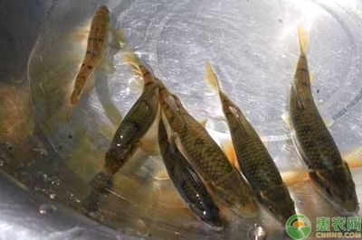 小瓜蟲病魚食欲減退處理：小瓜蟲病魚食欲減退的處理方式 其他寵物 第4張