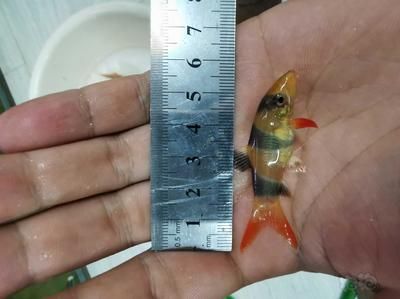 三間鼠魚幼魚適宜水溫范圍：三間鼠魚幼魚適宜水溫范圍是22℃-[需手動(dòng)填充] 其他寵物 第5張