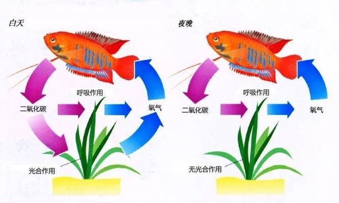 水族箱二氧化碳超標(biāo)影響：水族箱中co2水平對環(huán)境影響研究 其他寵物 第1張