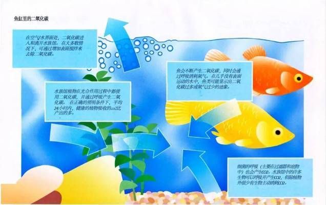 水族箱二氧化碳超標(biāo)影響：水族箱中co2水平對環(huán)境影響研究 其他寵物 第3張