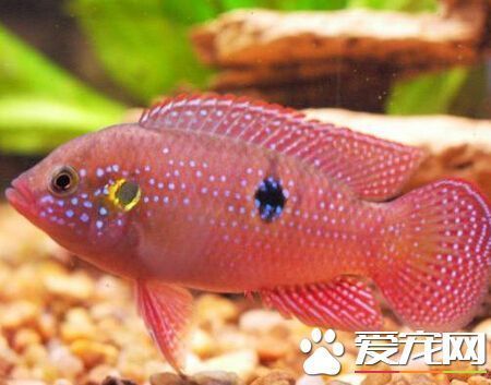 紅寶石魚混養(yǎng)食物選擇：紅寶石魚與地圖魚互動，紅寶石魚飼料品牌推薦 其他寵物 第2張