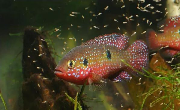 紅寶石魚混養(yǎng)食物選擇：紅寶石魚與地圖魚互動，紅寶石魚飼料品牌推薦 其他寵物 第3張