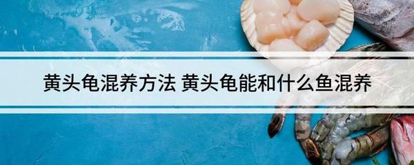 異型魚混養(yǎng)食物選擇指南：帝王迷宮異型魚混養(yǎng)水質(zhì)管理技巧 其他寵物 第5張