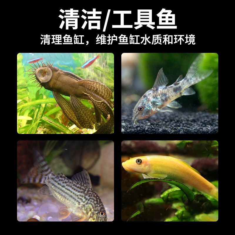 如何保持斑馬魚水質(zhì)清潔：保持斑馬魚水質(zhì)清潔的方法 其他寵物 第2張