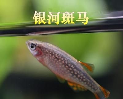 如何保持斑馬魚水質(zhì)清潔：保持斑馬魚水質(zhì)清潔的方法 其他寵物 第4張