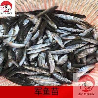 魚苗批發(fā)市場最新動態(tài)：太陽魚苗交易額榜單解讀太陽魚苗交易額榜單解讀 其他寵物 第4張