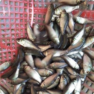 魚苗批發(fā)市場最新動態(tài)：太陽魚苗交易額榜單解讀太陽魚苗交易額榜單解讀 其他寵物 第5張