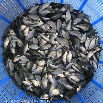 魚苗批發(fā)市場最新動態(tài)：太陽魚苗交易額榜單解讀太陽魚苗交易額榜單解讀 其他寵物 第3張