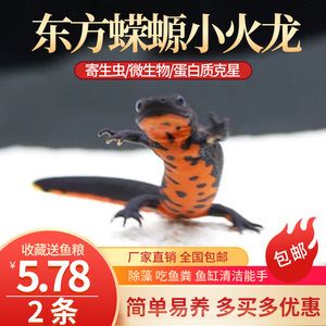 六角恐龍魚糧哪個好：六角恐龍魚專用飼料及牌對比 其他寵物 第5張