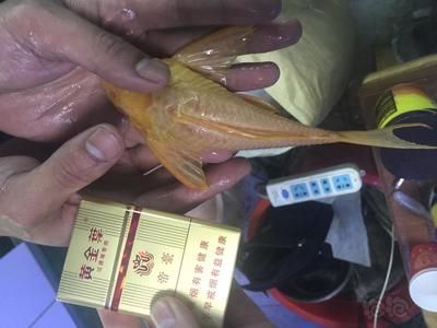 女王大帆魚苗健康辨別方法：女王大帆魚苗的健康狀況是確保養(yǎng)殖成功的關(guān)鍵一步 其他寵物 第2張